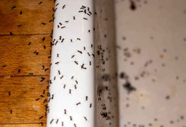 Best Local Pest Control Services  in Laurel, MT