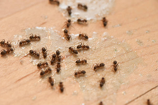 Pest Control Cost in Laurel, MT