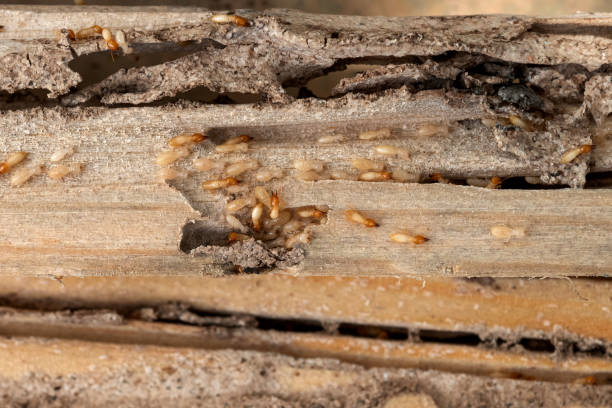 Spider Control Near Me in Laurel, MT