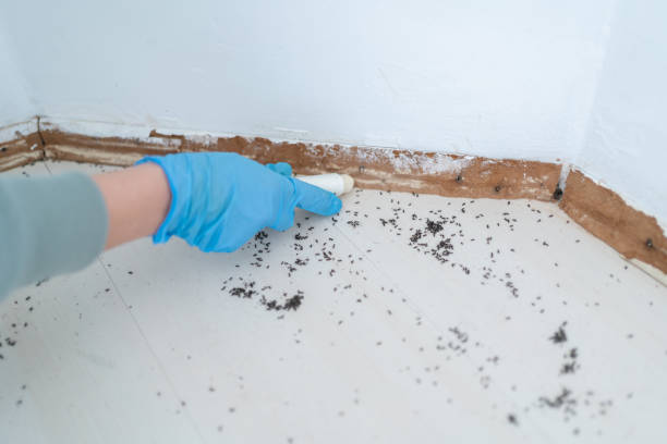 Best Termite Control Services  in Laurel, MT